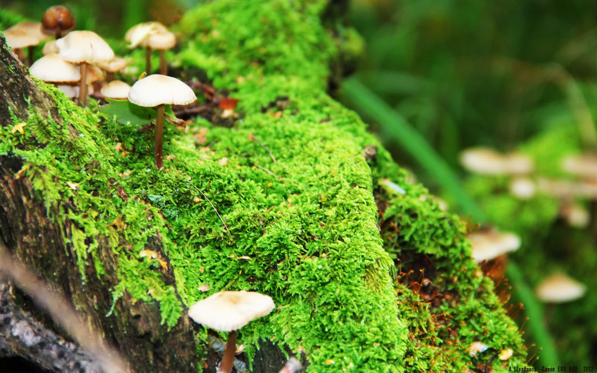 世界登山青年训练手册修订：救援技能占比进一步提高，世界登山史